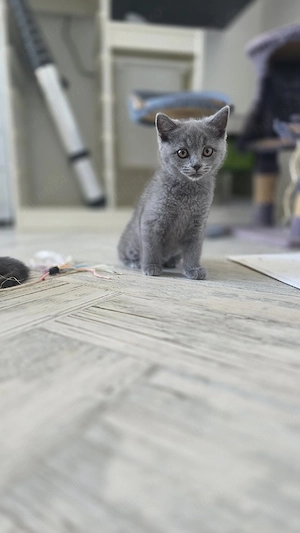 British shorthair