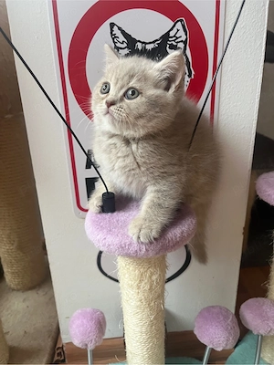 british shorthair