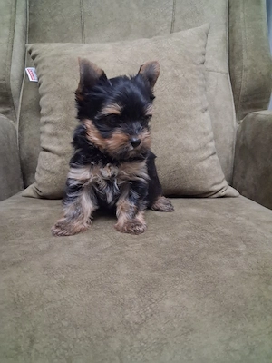 yorkshire terrier toy fetita