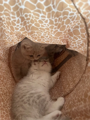 british shorthair tabby  - imagine 2