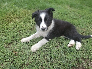 Border collie cu  pedigree - imagine 5