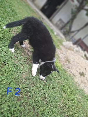Border collie cu  pedigree - imagine 4