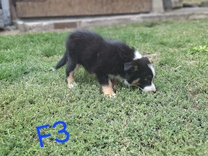 Border collie cu  pedigree - imagine 3