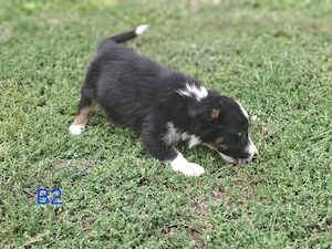 Border collie cu  pedigree - imagine 2