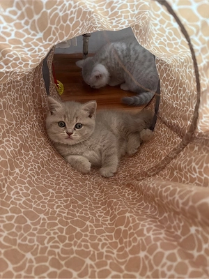 british shorthair tabby  - imagine 4