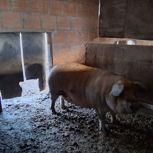 Porci de vanzare