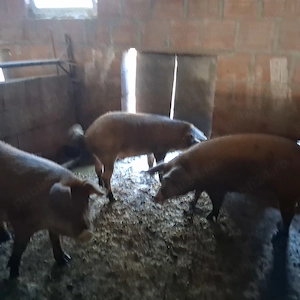 Porci de vanzare - imagine 4