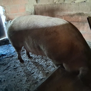 Porci de vanzare - imagine 3