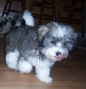Bichon Havanez Toy fată    - imagine 3