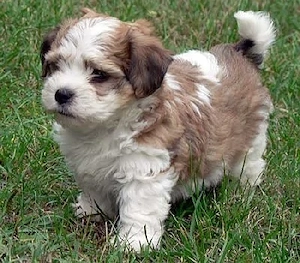 Bichon Havanez Toy fată    - imagine 2