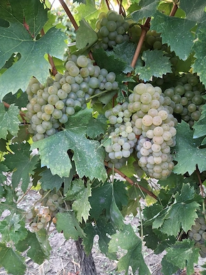 Struguri de vin soi riesling