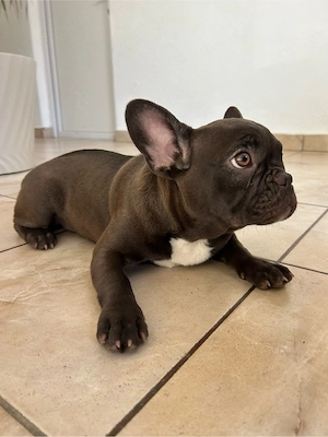 bulldog bulldog fetita