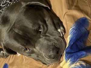 Donez American bully XL - imagine 3