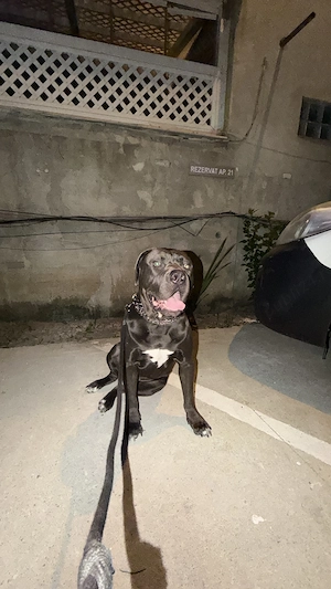 Donez American bully XL - imagine 2