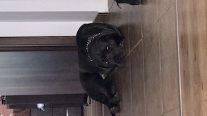 Donez American bully XL - imagine 4