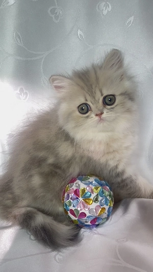 pisica persana chinchilla cu pedigree