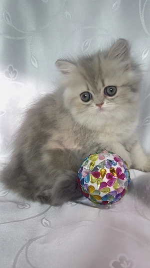 pisica persana chinchilla cu pedigree - imagine 2