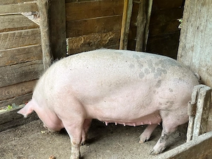 Porci de vanzare 