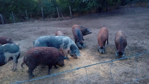 Porci mangalita 