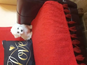 Bichon b iețel  - imagine 2