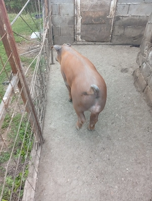 Vier duroc de vânzare 