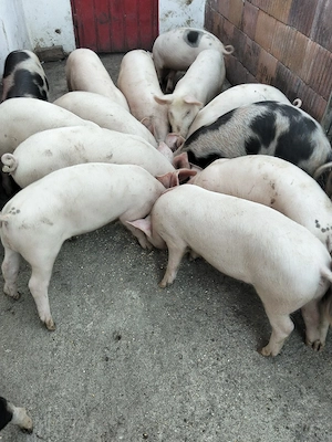vând 16 grăsuni de 14-15 săptămâni 