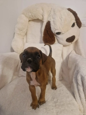 Pui Boxer cauta casa