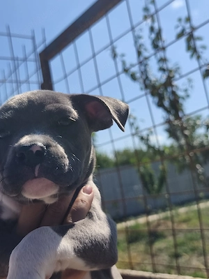 Cățeluși Amstaff Blue  - imagine 2