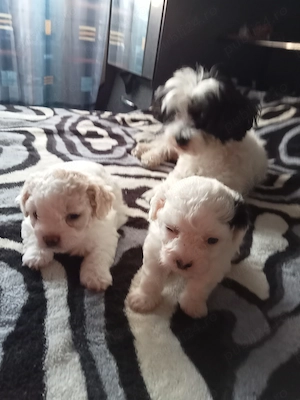 Vând bichon  - imagine 4