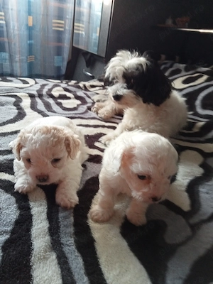 Vând bichon  - imagine 3