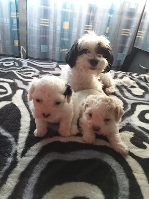 Vând bichon  - imagine 2