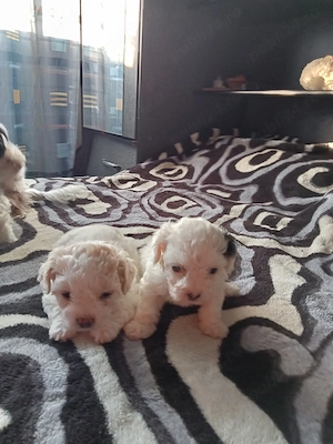 Vând bichon  - imagine 5