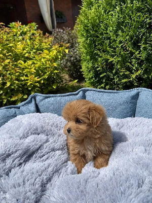 Maltipoo Mini Toy - imagine 2