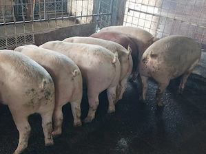 Șoldani 75-90 kg  - imagine 3