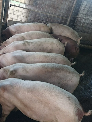 Porci 75-90 kg  - imagine 2