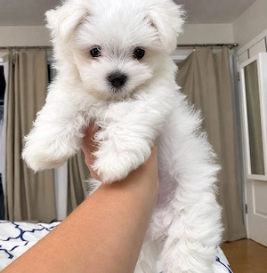 Bichon Maltez Mini Toy - imagine 2