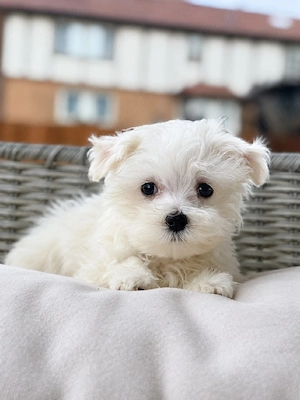 Bichon Maltez Mini Toy - imagine 3