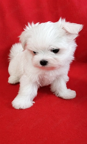 Bichon Maltez Mini Toy - imagine 4