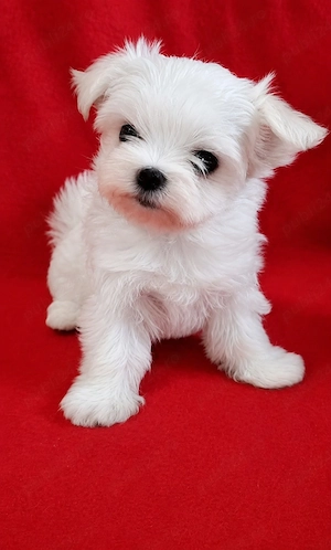 Bichon Maltez Mini Toy - imagine 2