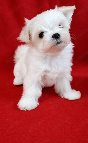 Bichon Maltez Mini Toy - imagine 3