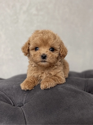 Maltipoo Mini Toy