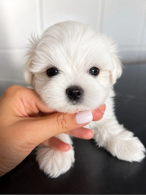 Bichon Maltez Mini Toy - imagine 2