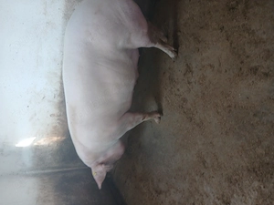 Porc de vanzare - imagine 2