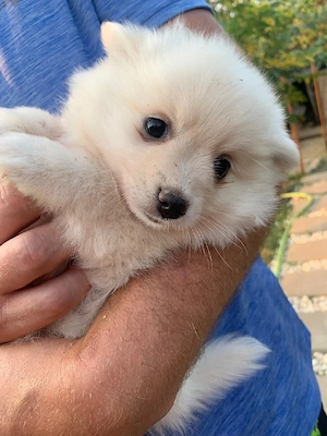 Cățeluși Spitz Pomerania  - imagine 2