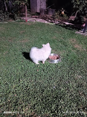 Cățeluși Spitz Pomerania  - imagine 5