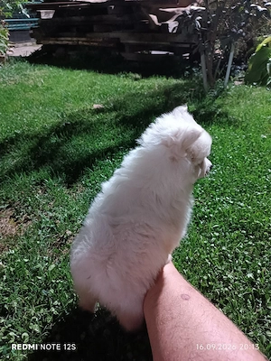 Cățeluși Spitz Pomerania  - imagine 4
