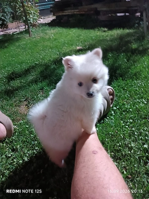 Cățeluși Spitz Pomerania 