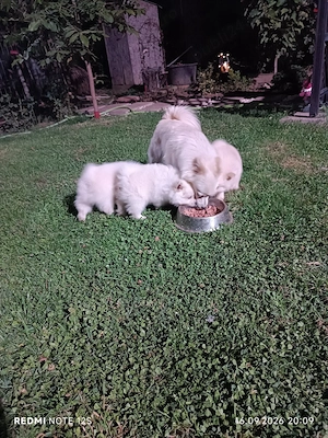 Cățeluși Spitz Pomerania  - imagine 3