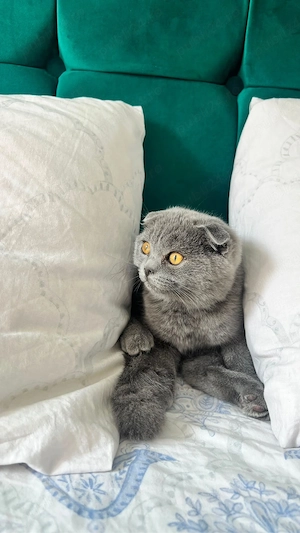 pui scottish fold  - imagine 2