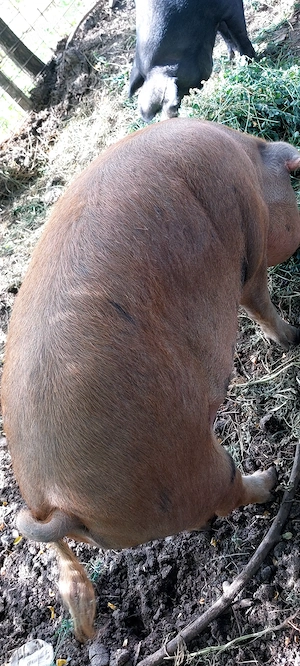 Vând porc gras DUROC 200 kg + - - imagine 4
